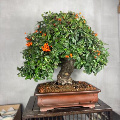 Bonsai di Piracanta