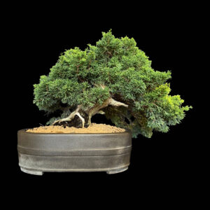 Bonsai di Ginepro Itoigawa