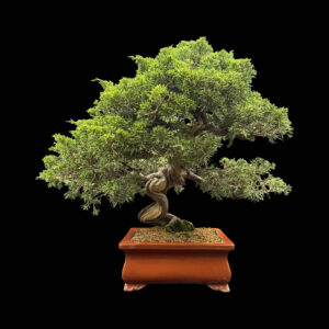 Bonsai di Ginepro Itoigawa