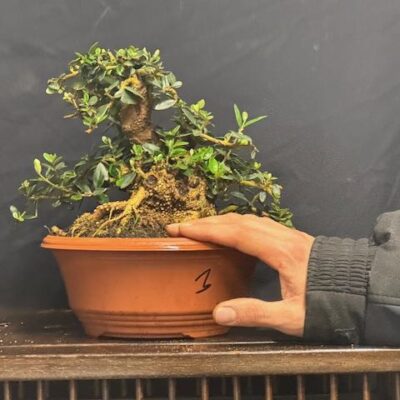 Bonsai di olivastro