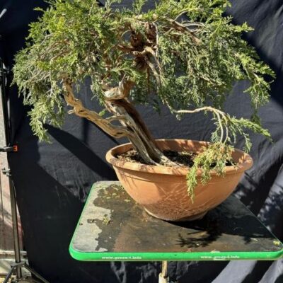 Bonsai di Ginepro Sabina