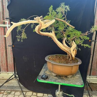 Bonsai di Ginepro Sabina