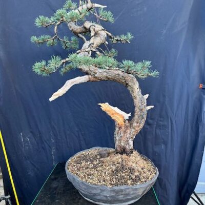 Bonsai di Pino Silvestre