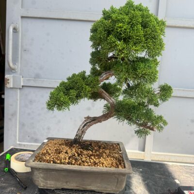 Bonsai di Ginepro itoigawa 2