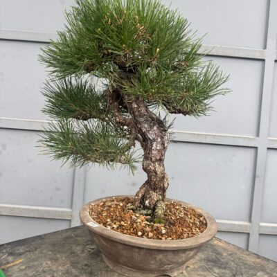 Bonsai di Pino Nero Thumbergii