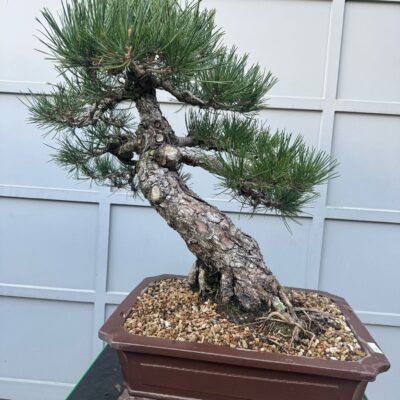 Bonsai di Pino Nero Thumbergii