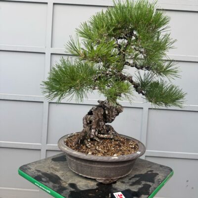 Bonsai di Pino Nero Thumbergii 3