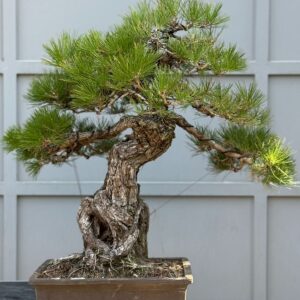 Bonsai di Pino Nero Thumbergii