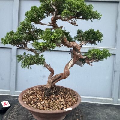 Bonsai di Ginepro itoigawa