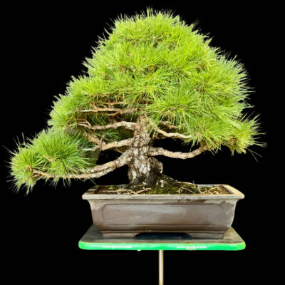 Bonsai di Pino Nero Thumbergii