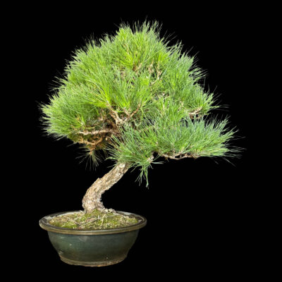 Bonsai di Pino Nero Thumbergii