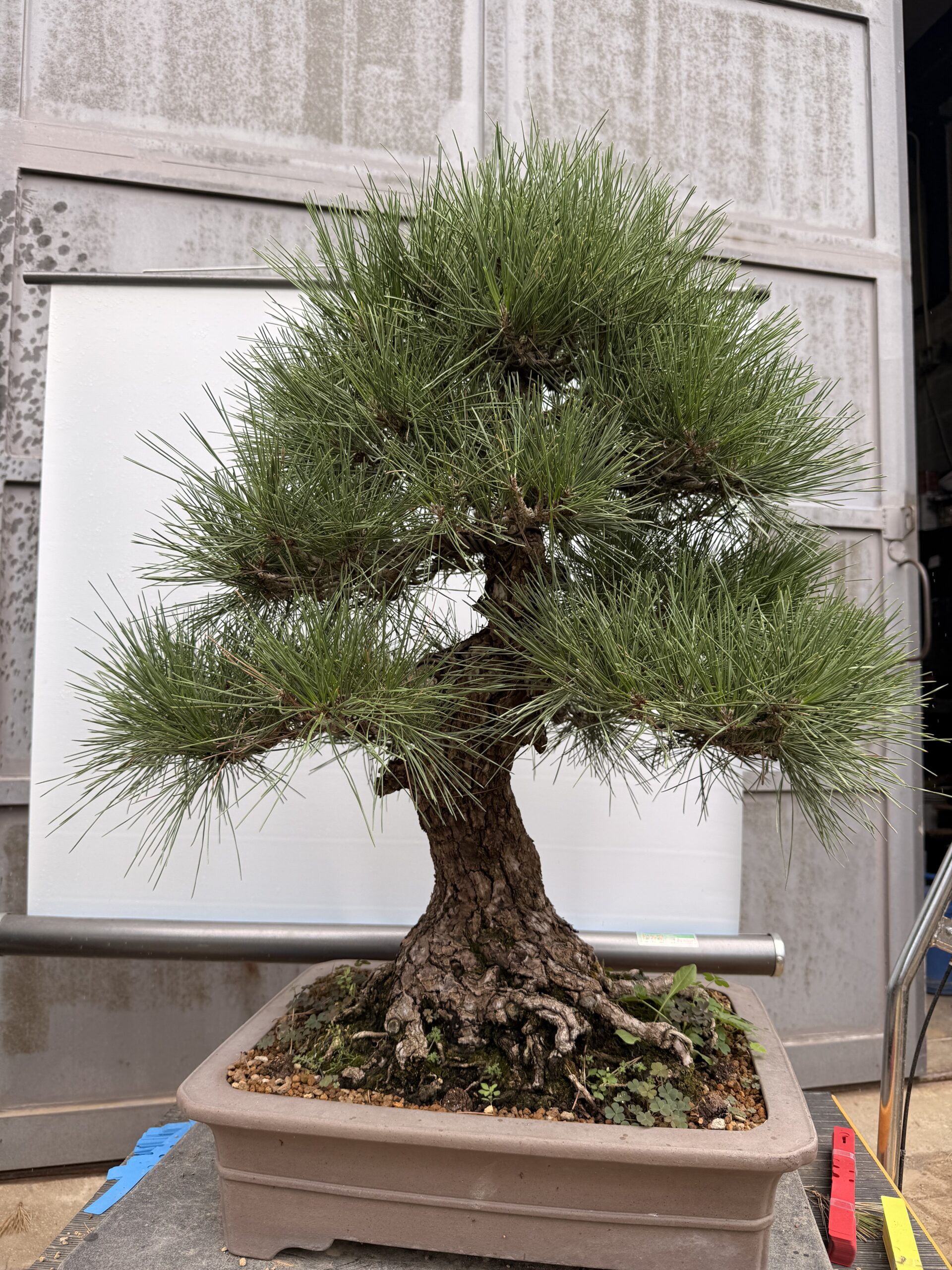 Bonsai pino Nero - PINO #7 - immagine 3