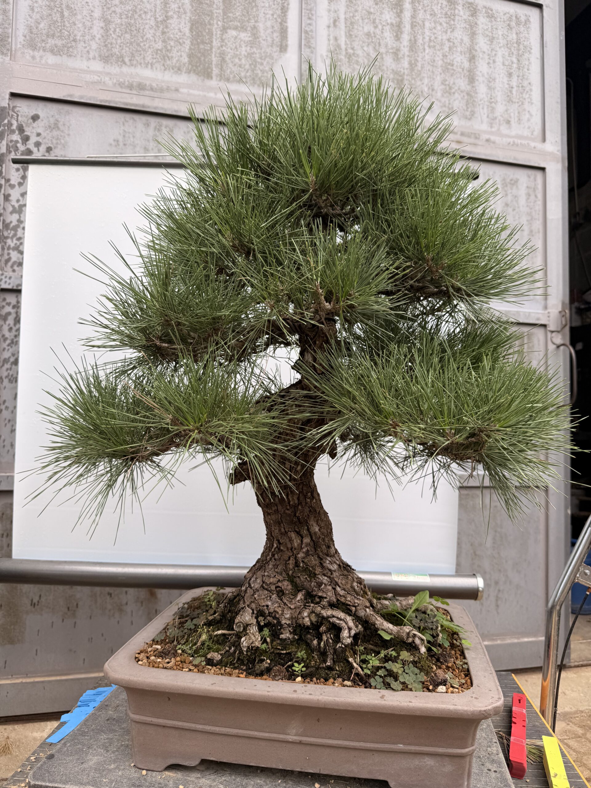 Bonsai pino Nero - PINO #7 - immagine 4