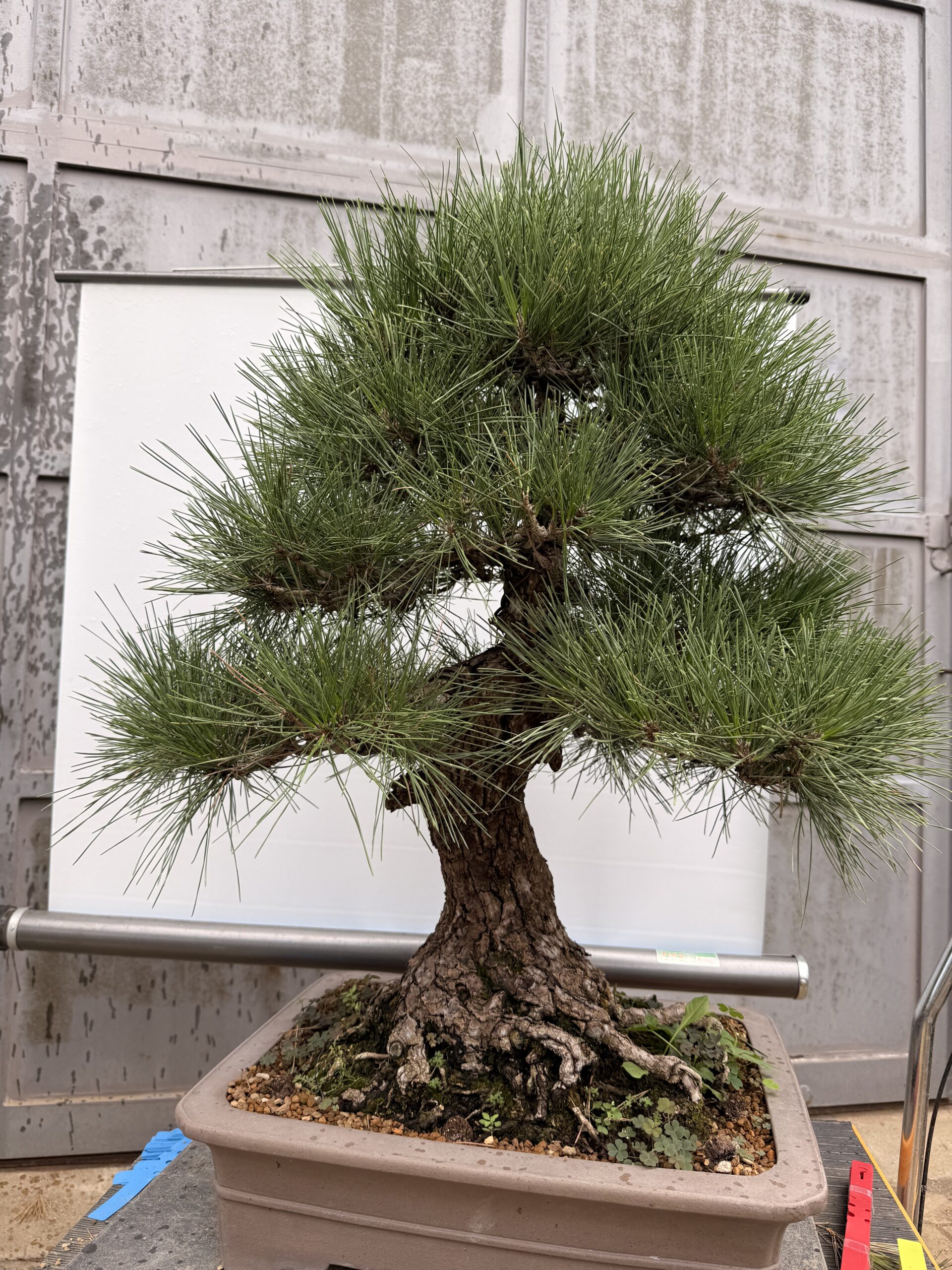 Bonsai pino Nero - PINO #7 - immagine 5