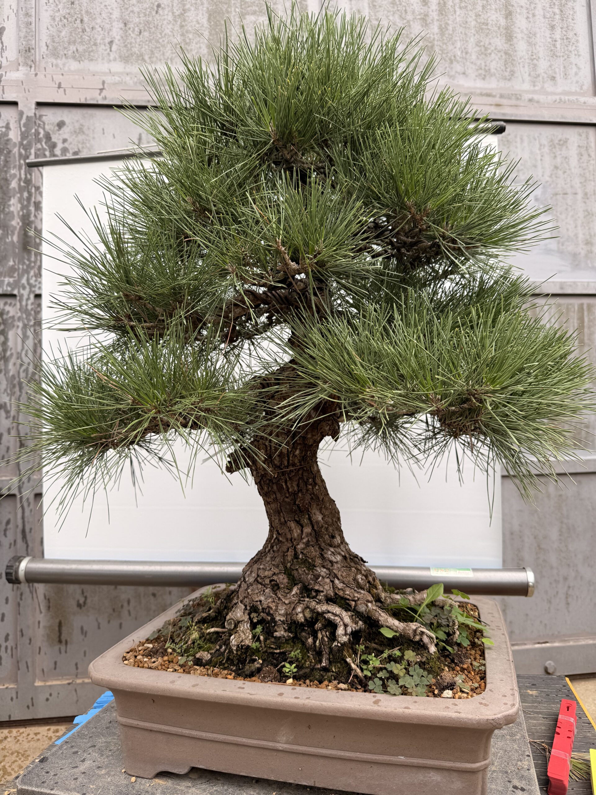 Bonsai pino Nero - PINO #7 - immagine 6