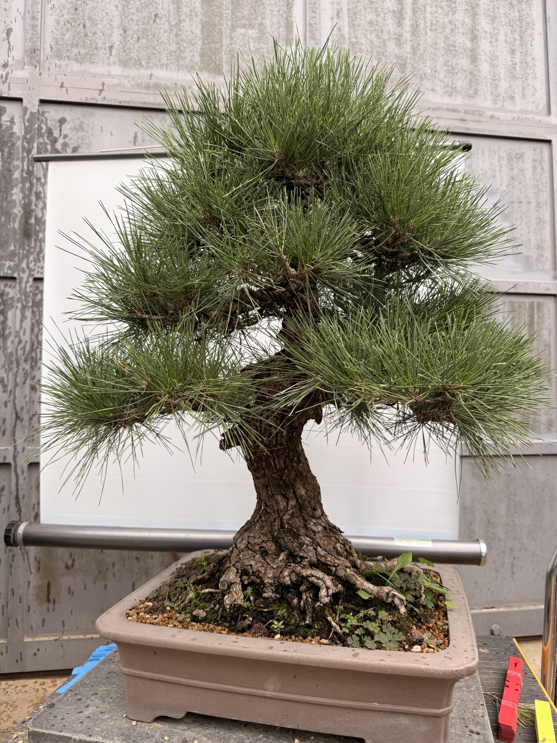 Bonsai pino Nero - PINO #7 - immagine 7