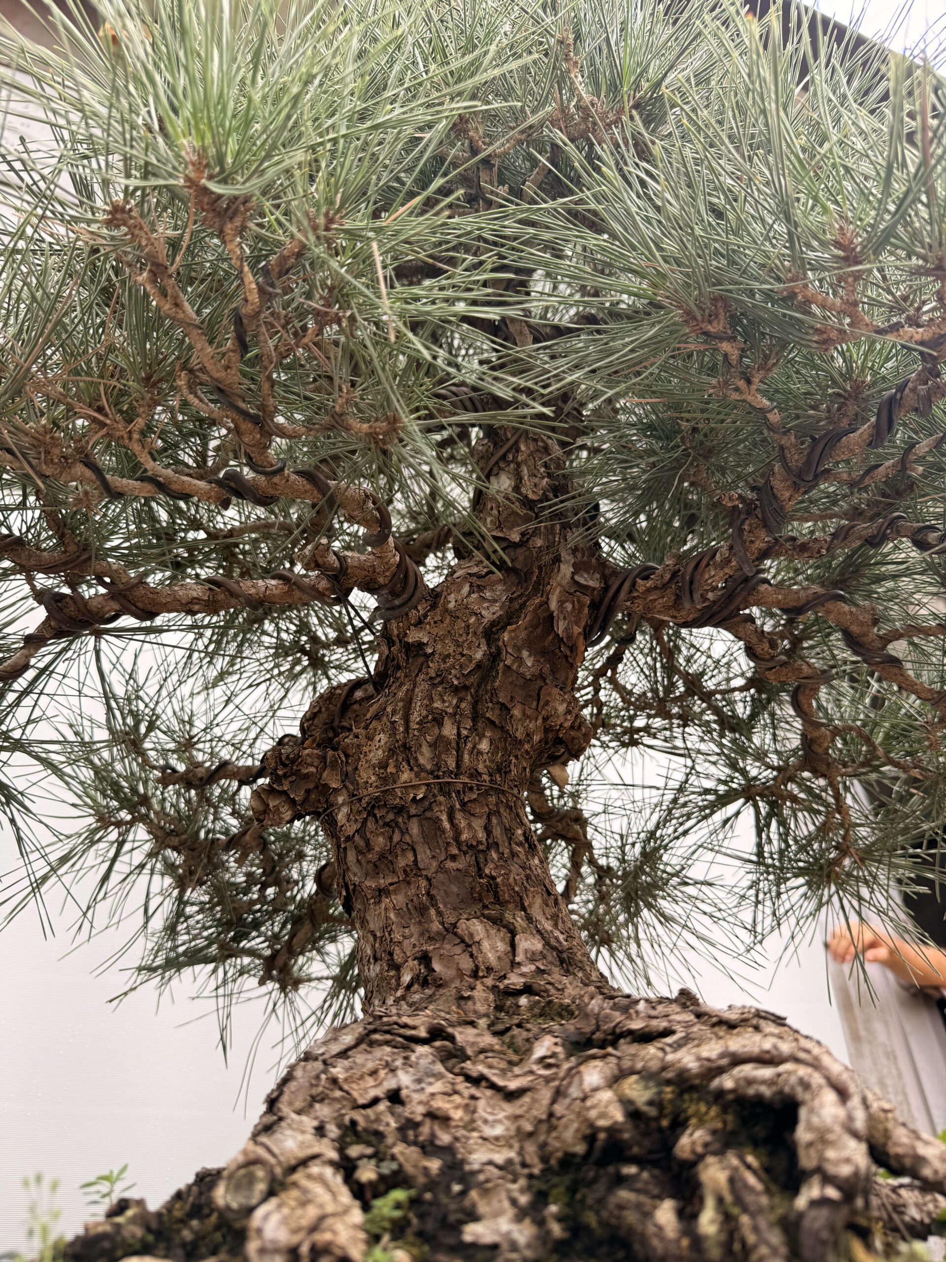 Bonsai pino Nero - PINO #7 - immagine 8