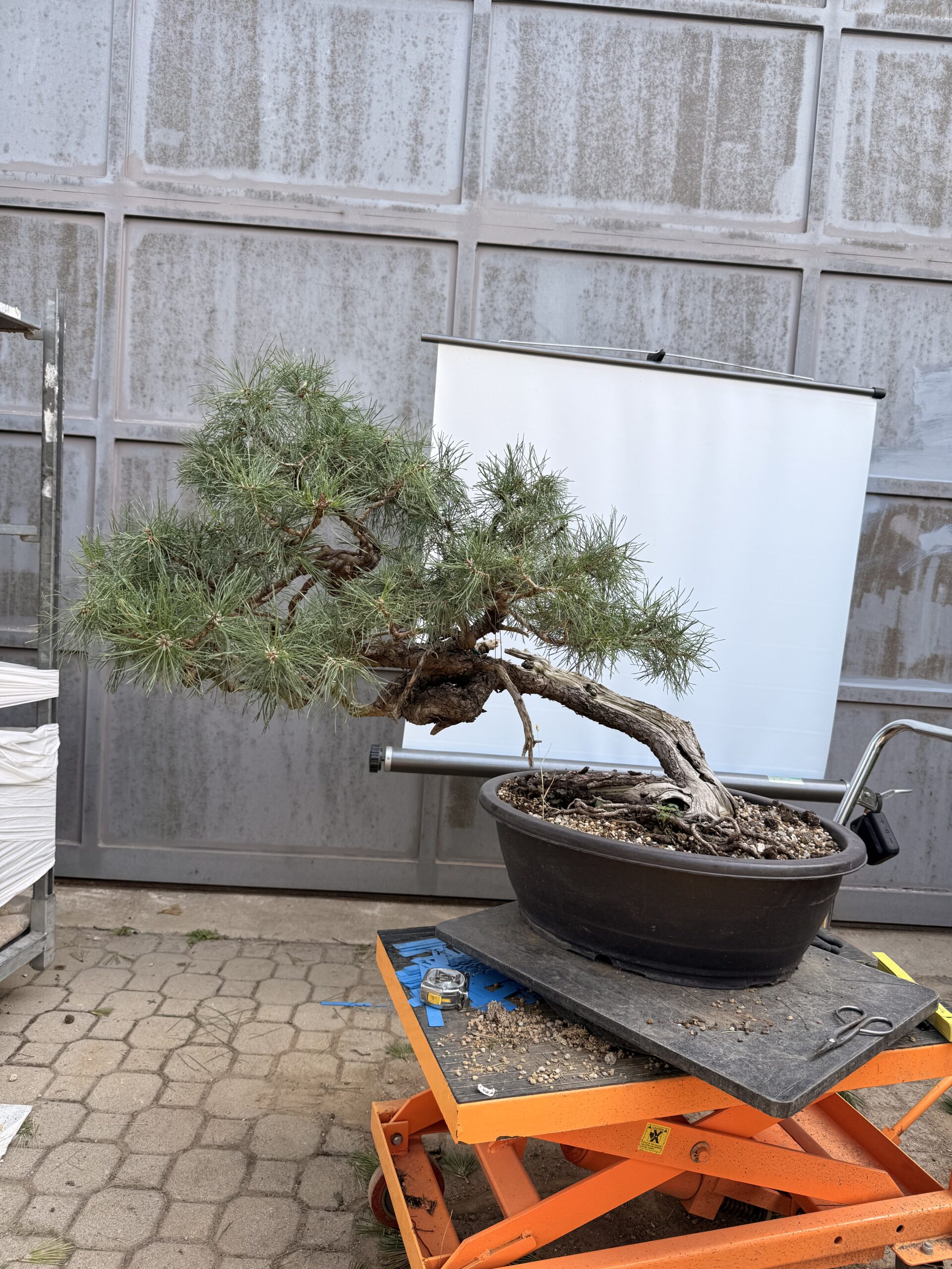 Bonsai pino mugo - PINO #8 - immagine 2