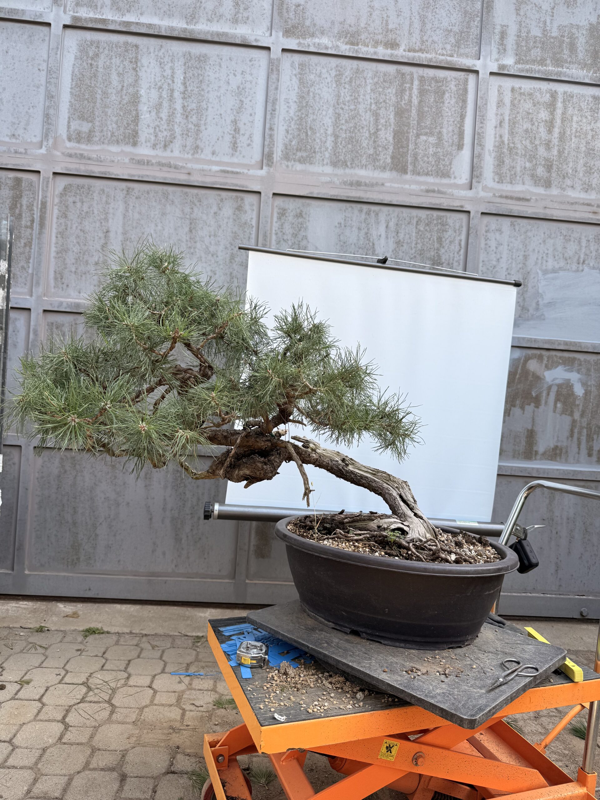 Bonsai pino mugo - PINO #8 - immagine 3