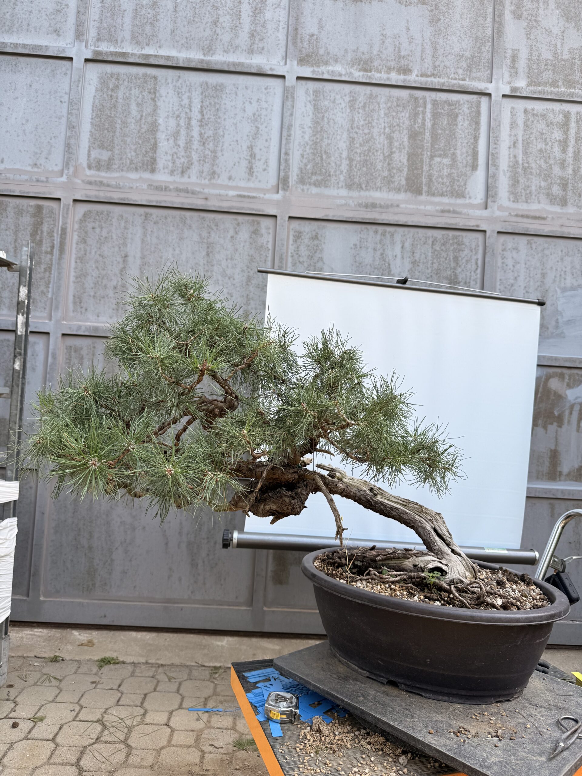 Bonsai pino mugo - PINO #8 - immagine 4