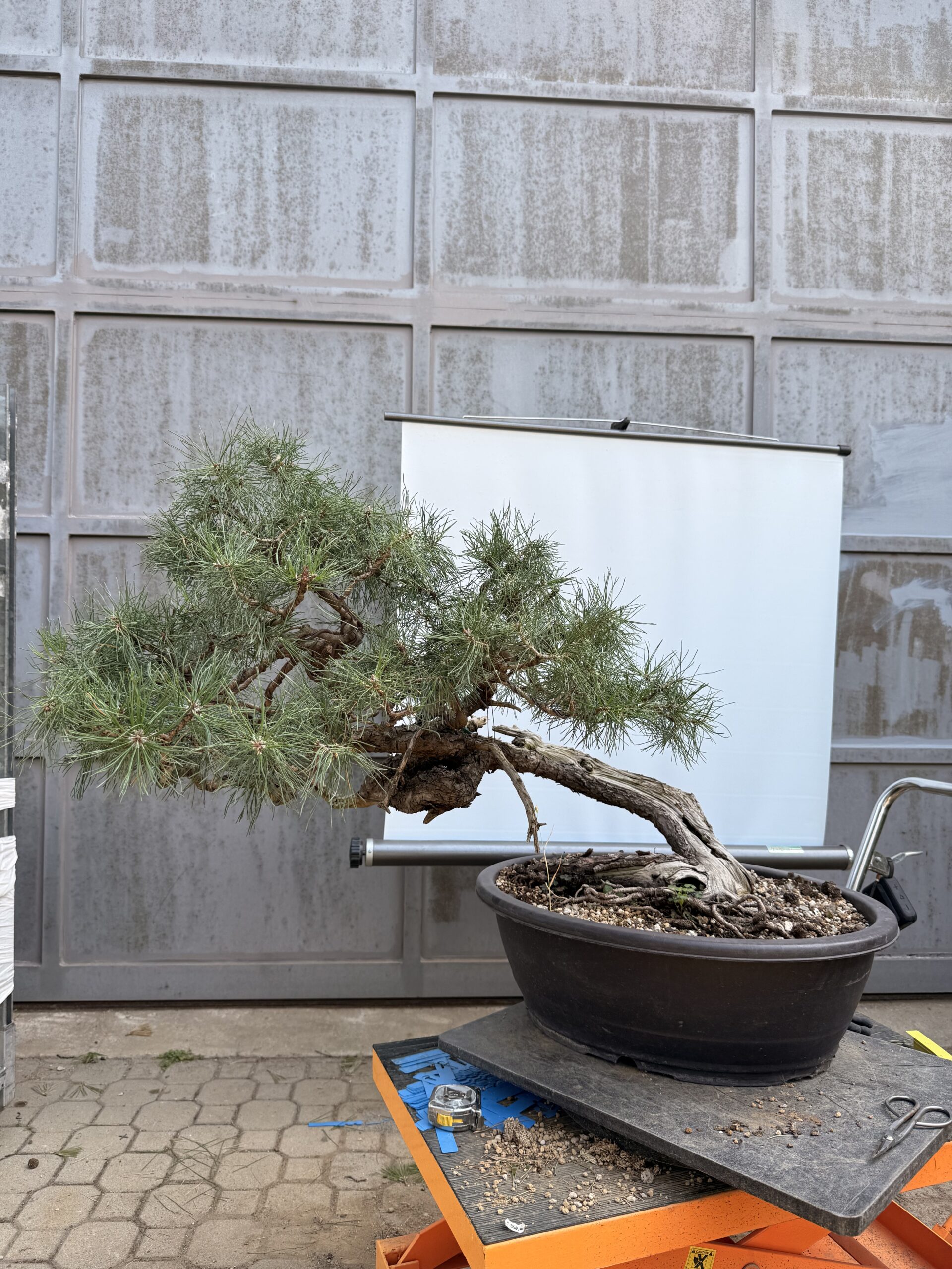 Bonsai pino mugo - PINO #8 - immagine 5