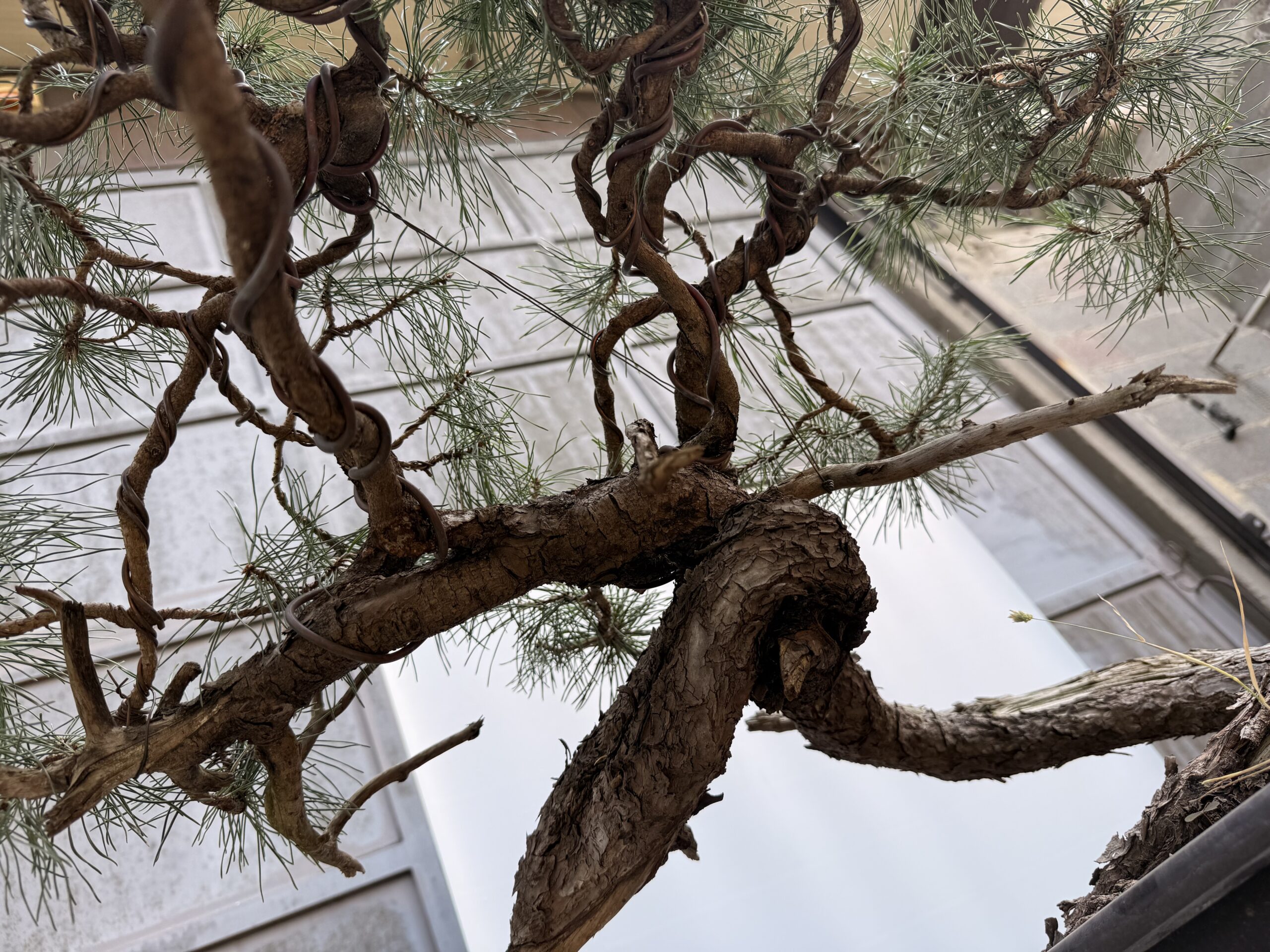 Bonsai pino mugo - PINO #8 - immagine 6