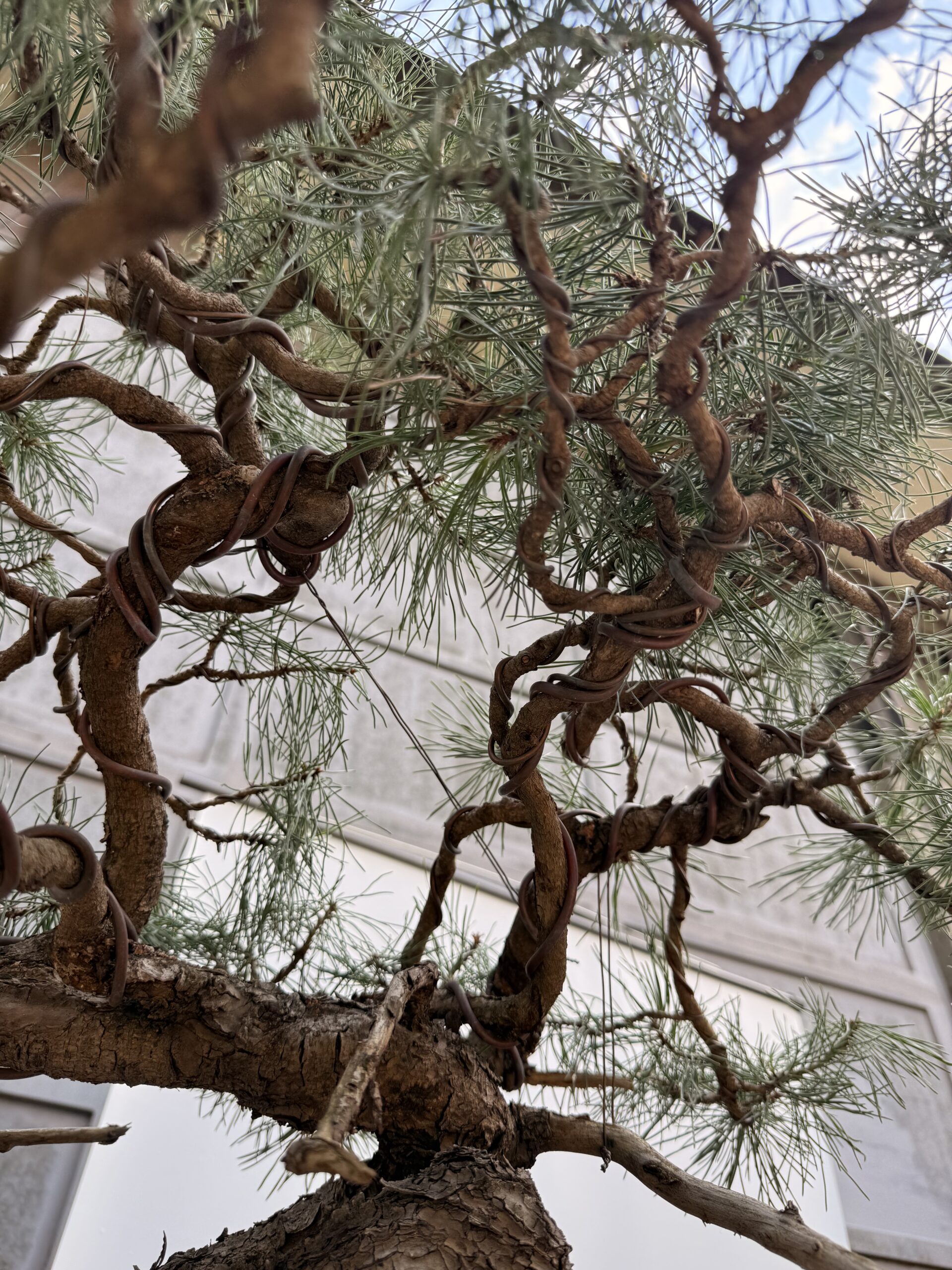 Bonsai pino mugo - PINO #8 - immagine 7