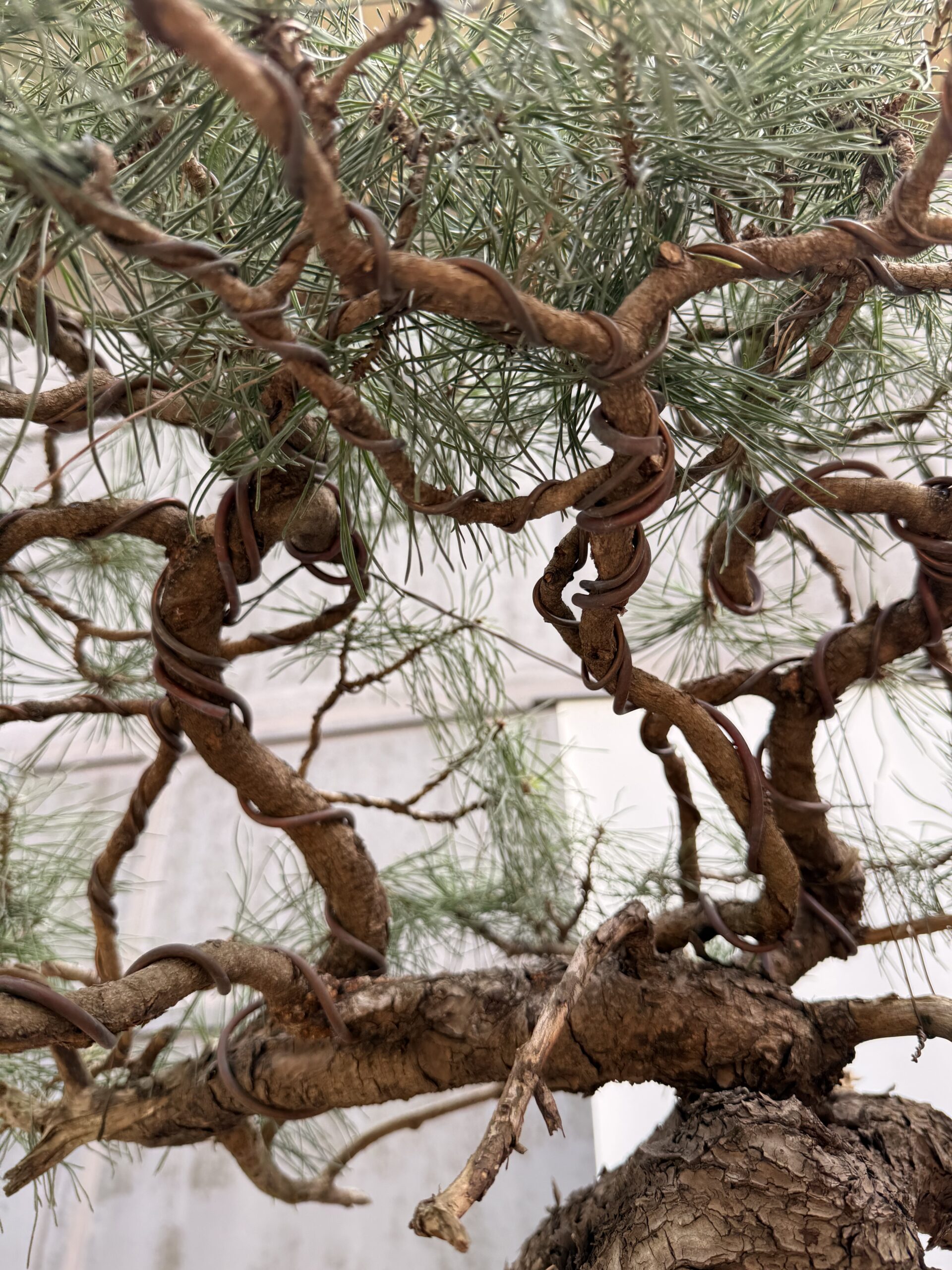 Bonsai pino mugo - PINO #8 - immagine 8
