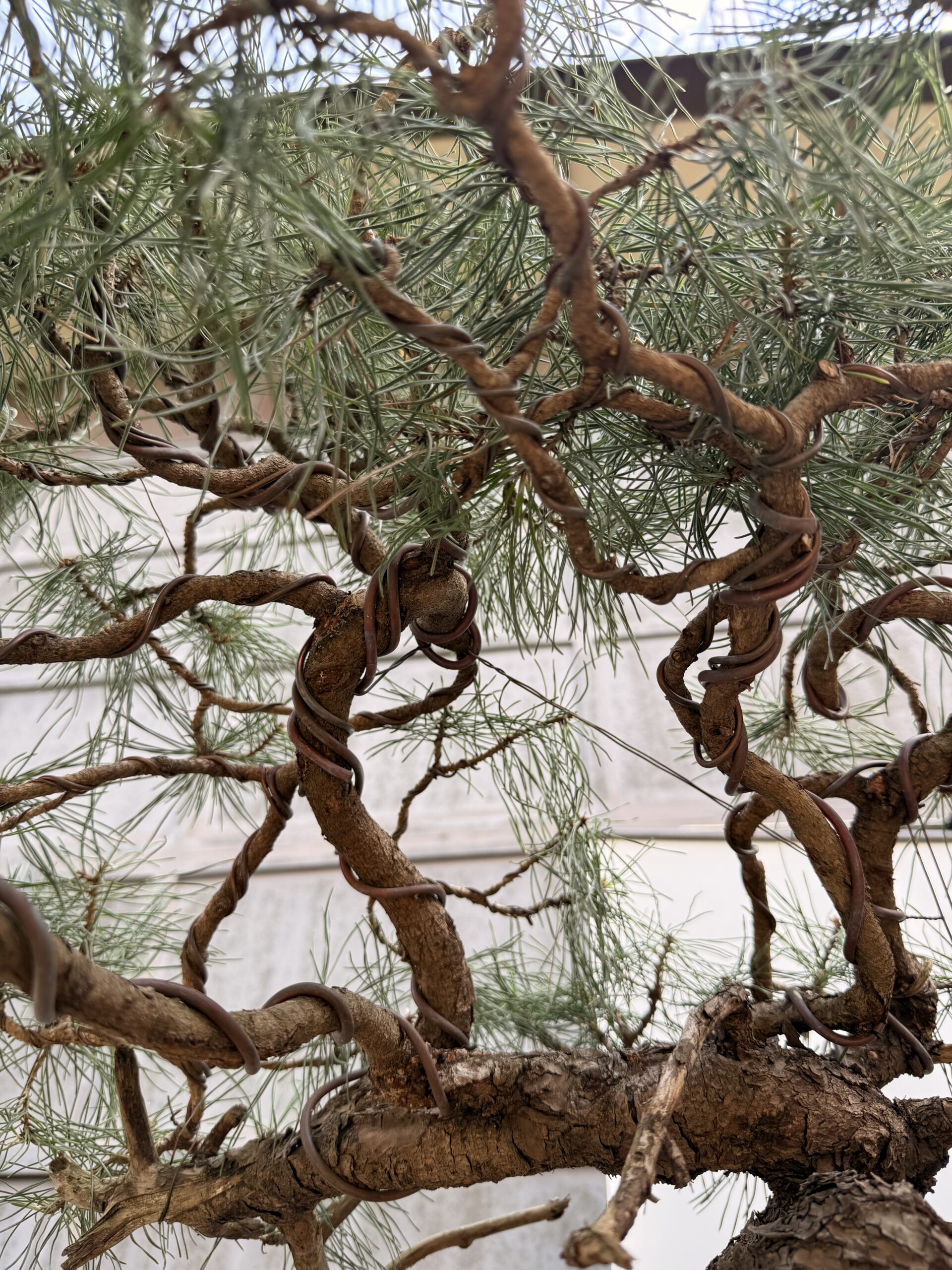 Bonsai pino mugo - PINO #8 - immagine 9