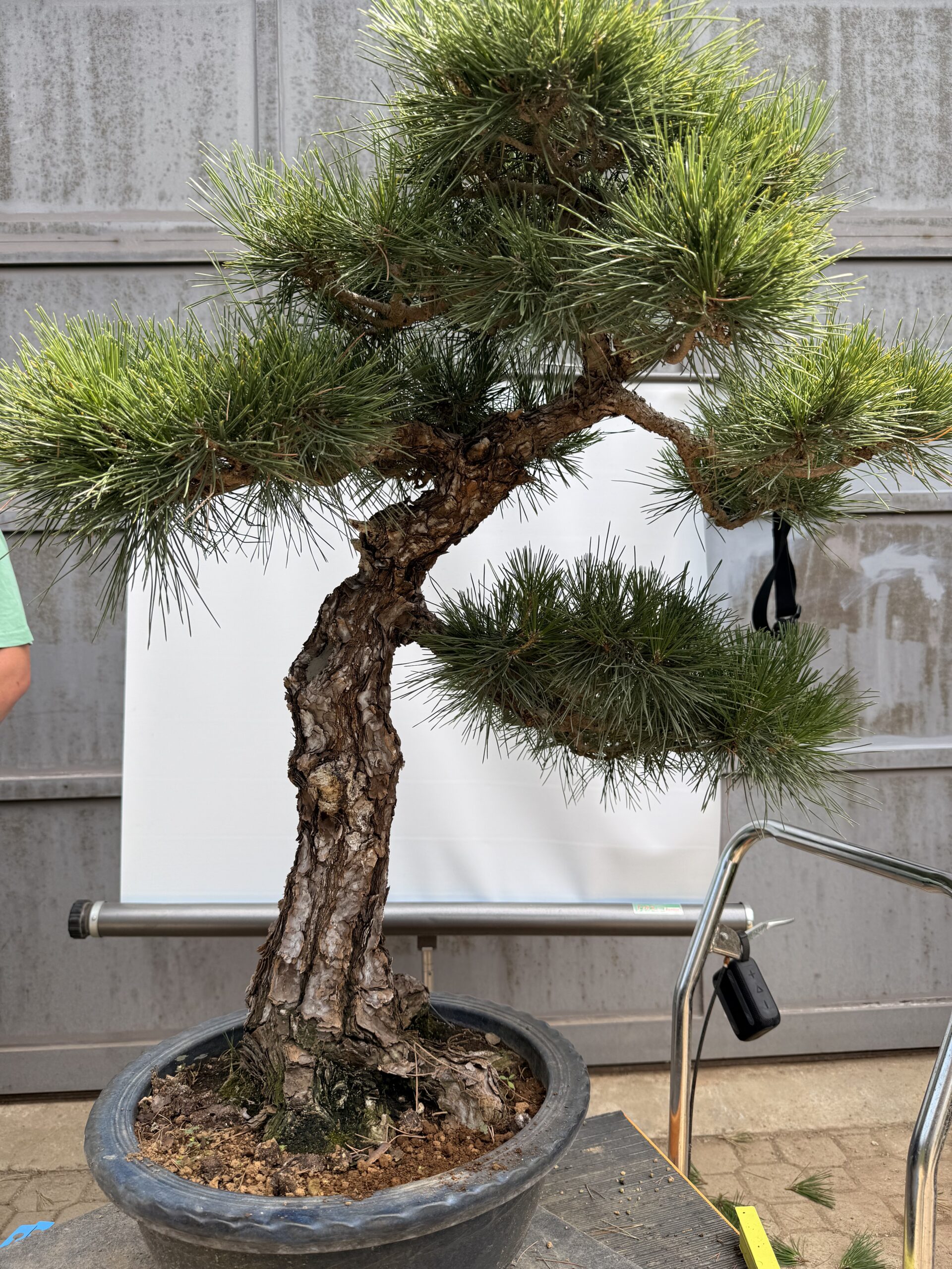 Bonsai pino nero - PINO #11 - immagine 2