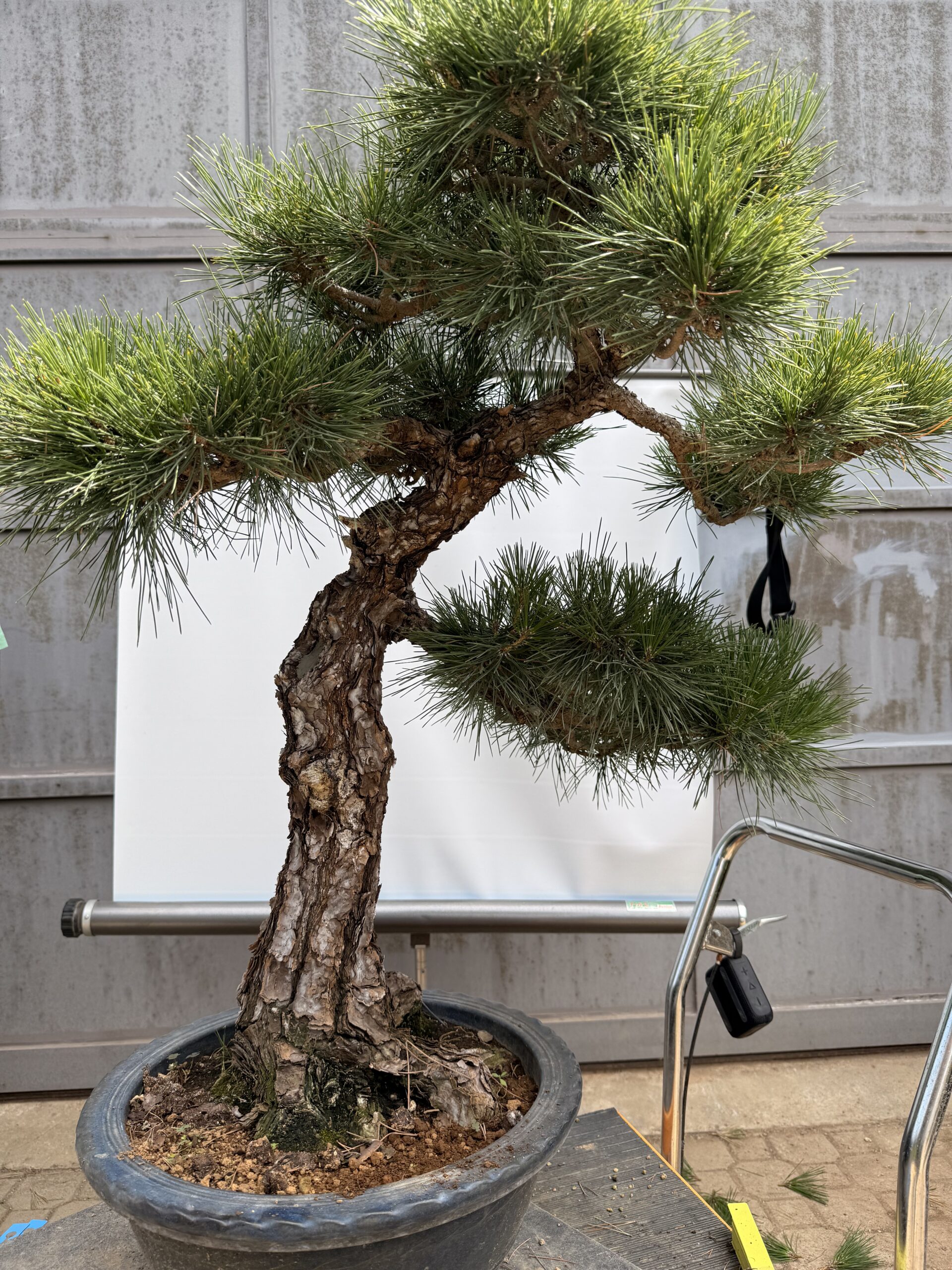 Bonsai pino nero - PINO #11 - immagine 3