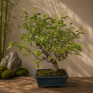 Bonsai DI MELO