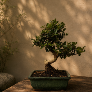 Olivastro – bonsai di olivo selvatico, 22 cm (esemplare 2)