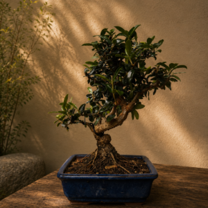 Bonsai Olivastro OLIV-SILV#3
