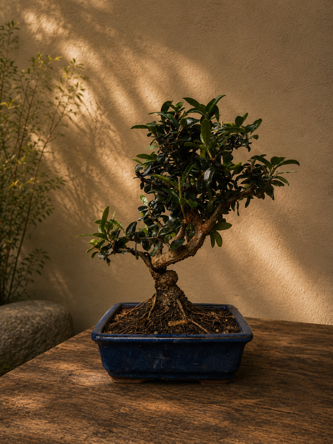 Bonsai Olivastro OLIV-SILV#3