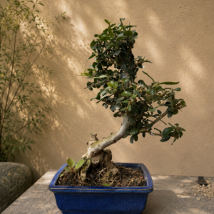 Olivastro – bonsai di olivo selvatico, 22 cm (esemplare 5)