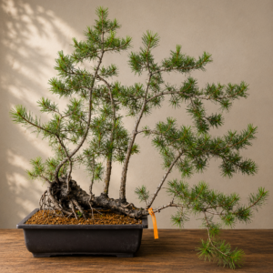Bonsai pino silvestre - PINO #3