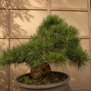 Bonsai pino Nero - PINO #6