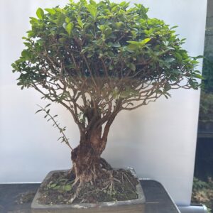 Bonsai Ligustro 90 anni, foto 1