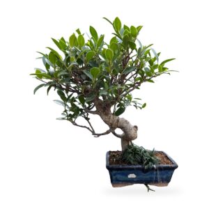 Bonsai Ficus retusa con tronco sinuoso in vaso blu smaltato – vista frontale
