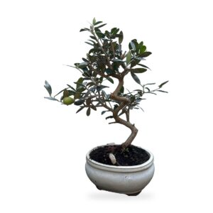 Bonsai di olivo in vaso di ceramica bianca – vista frontale