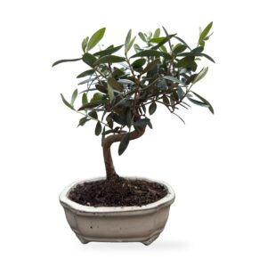 Bonsai di olivo in vaso di ceramica color crema – vista frontale