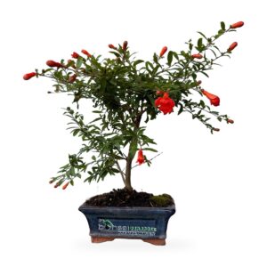 Bonsai di melograno in fiore in vaso di ceramica blu – vista frontale
