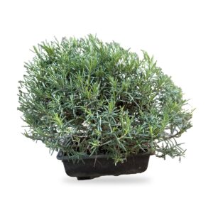 Bonsai di Rosmarino prostrato, foto 1