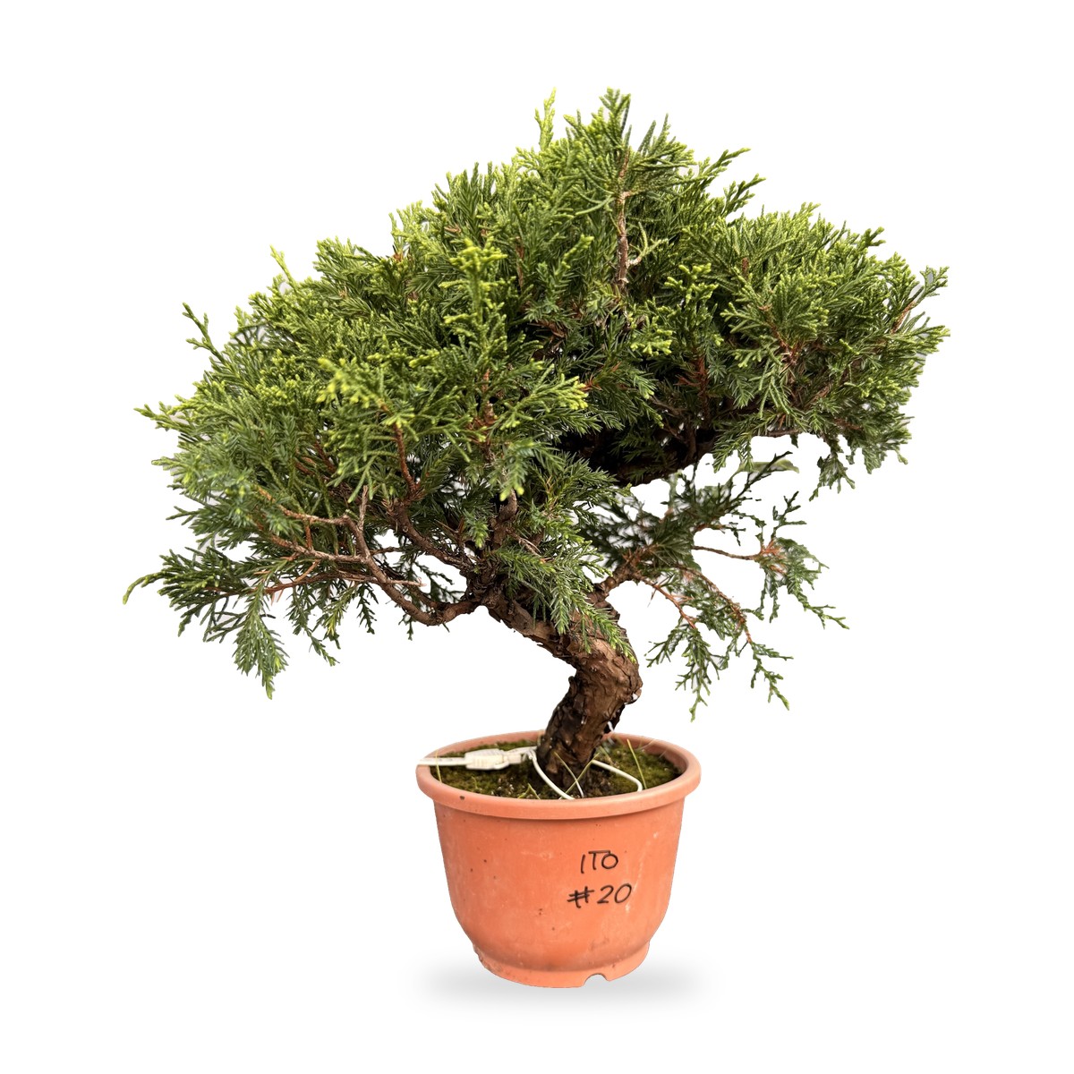 Bonsai di ginepro Itoigawa da esterno, esemplare n. 20