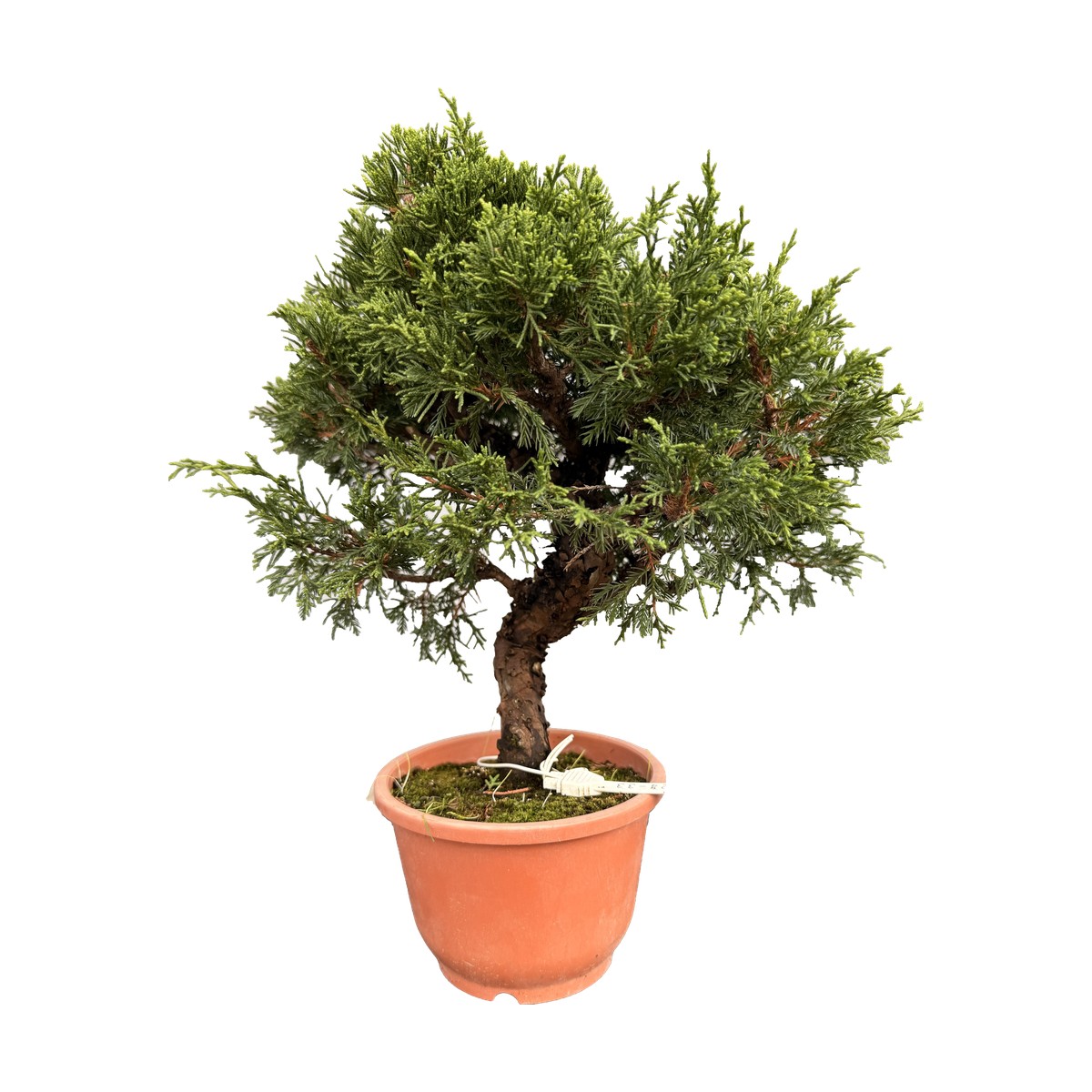 Bonsai di ginepro Itoigawa da esterno, esemplare n. 20