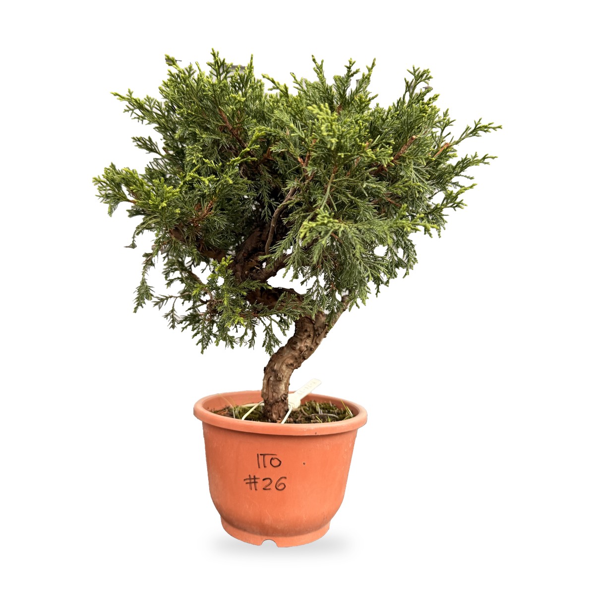 Bonsai di ginepro Itoigawa da esterno, esemplare n. 26