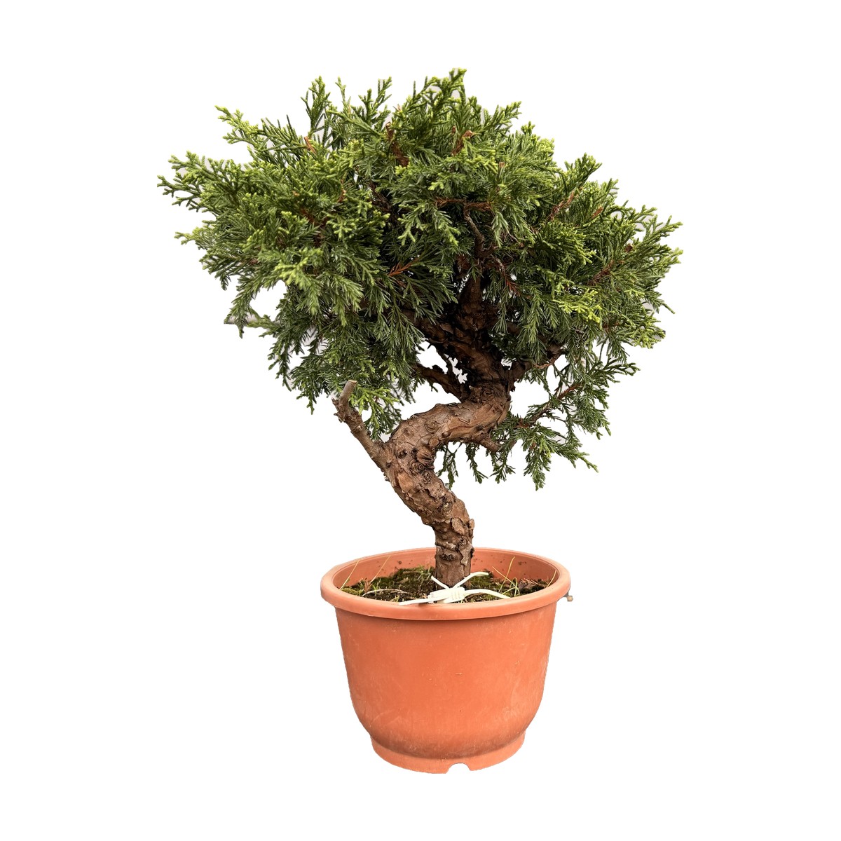 Bonsai di ginepro Itoigawa da esterno, esemplare n. 26