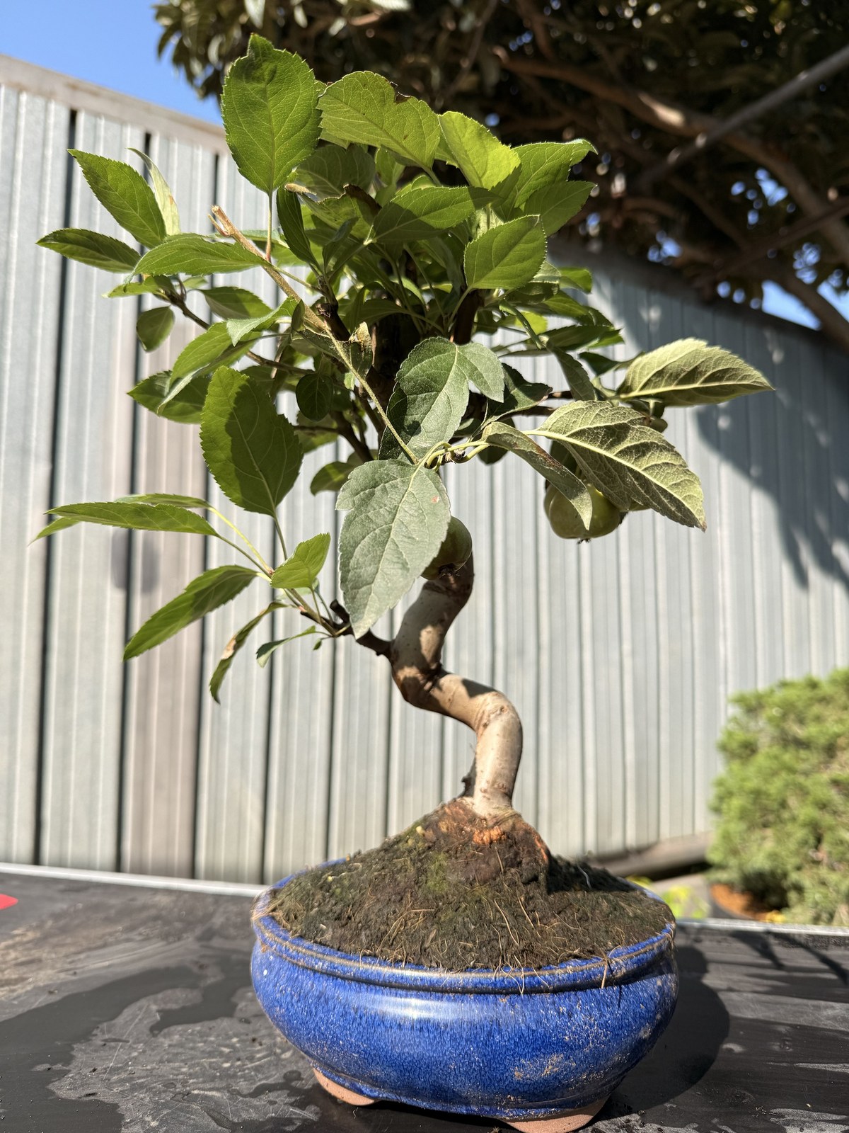 Bonsai di melo (Malus) n. 1 in vaso blu smaltato – foto 2