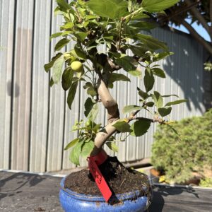 Bonsai di melo (Malus) n. 3 in vaso blu smaltato